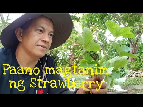 Video: Pag-aalaga sa Halaman ng Strawberry – Paano Magtanim ng Strawberry