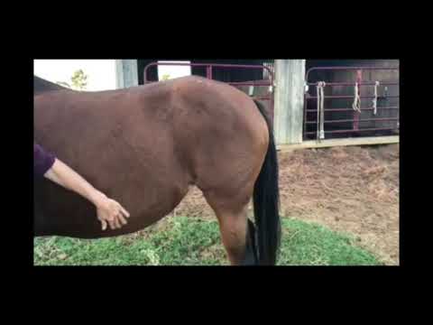 Learn from ASEF Instructor Jane about the Oldenburg horse breed.