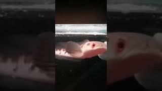 Channa maru yellow sentarum #channatiktok  #shortvideo #ikanpredator #channamaru #channamarulioides