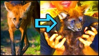 Maned Wolf: The Best Pet Wild Canid?