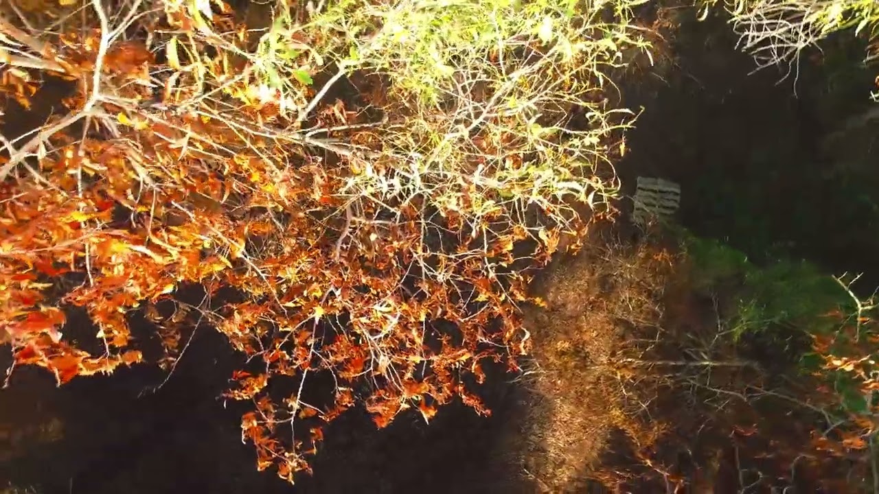 Rừng tràm Cam Lâm