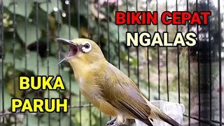 Download Lagu terapi pleci ngalas pagi hari - bikin pleci gacor buka paruh MP3