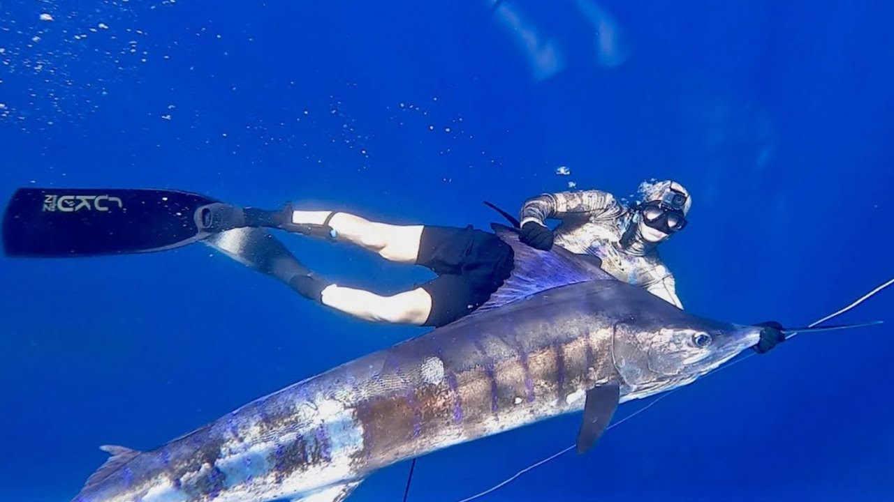 Spearfishing Striped Marlin New Zealand.