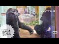 Mom GENKI Scolding Momo The Silverback for her Son | Kyoto Zoo