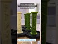 #денежнаясвеча #shotrs #shortvideo #молды #свеча #изобилие #деньги моя авторская свеча,денежные руны