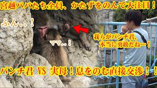 パンチくんは本当に勇敢だ🐒💨パンチ君 VS 実母！息をのむ直接交渉！！🔥😰🥶宮越パパたち全員、かたずをのんで大注目！！#パンチくん