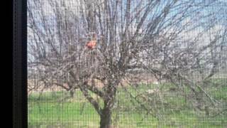 Famous Cardinal attacking my window... FOR 8 HOURS! Wealth