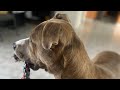 Ruger 3/14-3/17 active 1yr old boy