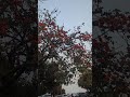 বসন্ত এসে গেছে! #reelsfbシ #follower #foryouシ #highlights #viralchallenge #viralpost2025シ #scenicview