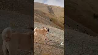 Zalo Án Ğurçağlar