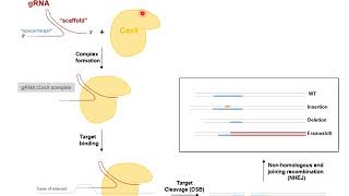Video 2 Mouse Genetics  Knock out, Knock in, CRISPRCas9