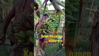 Kakek Dika panen buah pisang susu #shorts