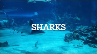 Sharks - Imagine Dragons (Lyrics) / SUBTITLES