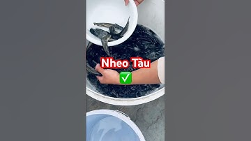 ✅ Cá tháng 4/2025 ↗️ Nheo Tàu size đều đẹp #cagiong Hải Phòng 0962734709 #giathuysan ​#fingerlings