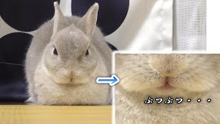 ぼーっとしてるうさぎさんの口元をアップで見てみたら、なんかぶつぶつ言ってた