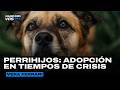ADOPCIÓN VS. COMPRA: El cambio de tendencia que marca a los argentinos