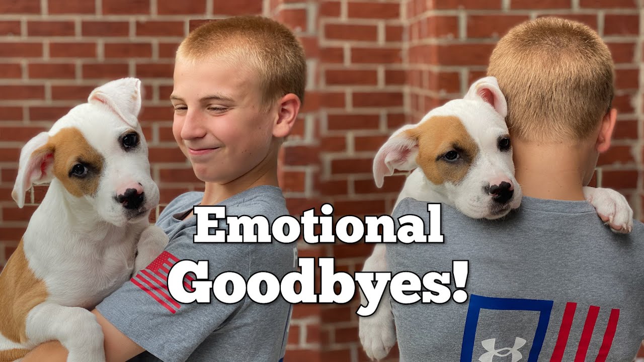 Pup Said Goodbye To His Human Friend | The Koala - YouTube