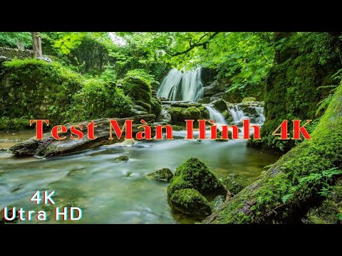 Video Test Màn Hình 4K Video Rừng Nhiệt Đới I Nhạc Nền Không... - youtube