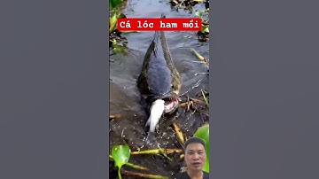 Trúng cá lóc khổng lồ #fishing #thuongreaction #cuoccauca