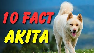 10 Essential Tips for FirstTime Akita Owners
