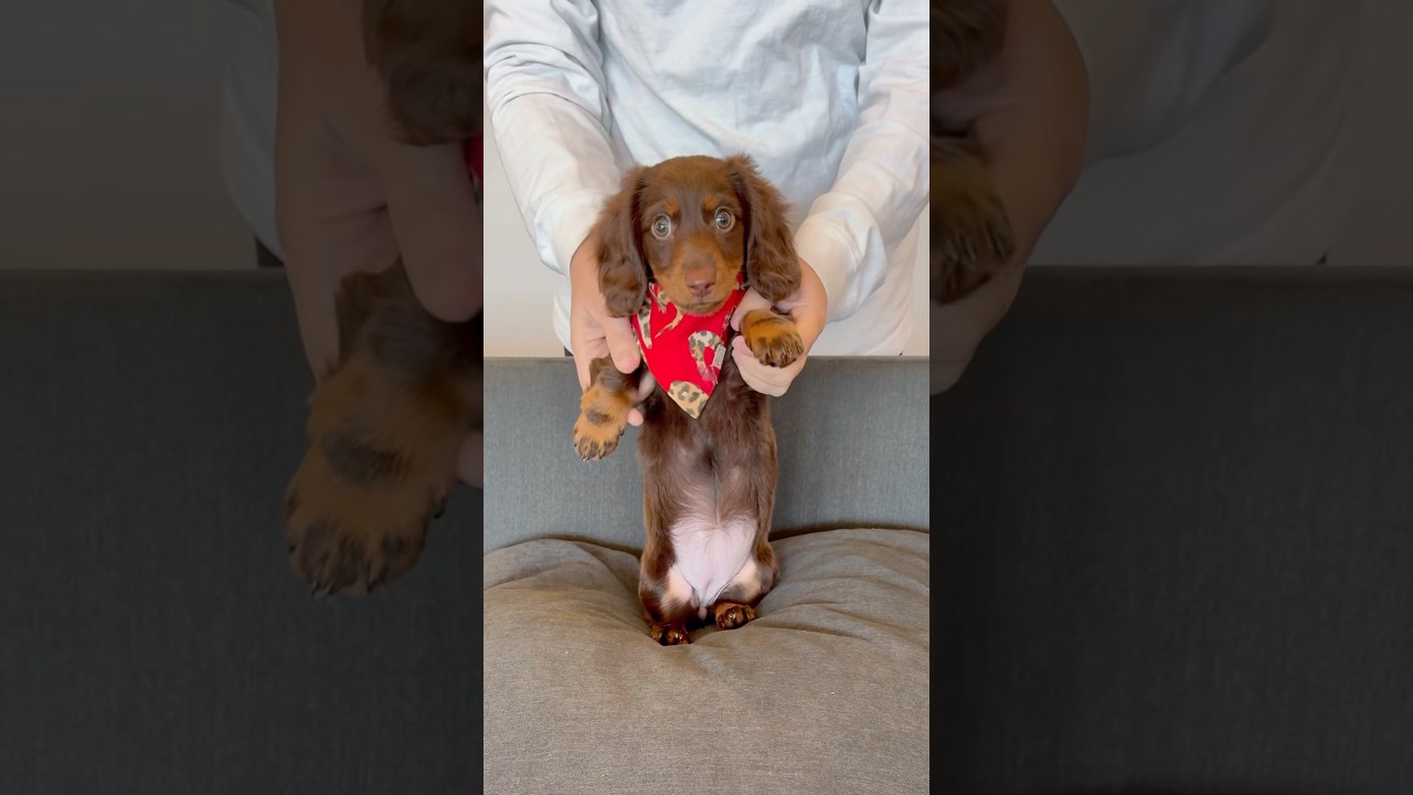 DANCING DACHSHUNDS 
