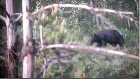 2016 North Idaho Elk Shed Hunting and Spring Bear Hunting ( Part 4 ) Brandon Pitcher