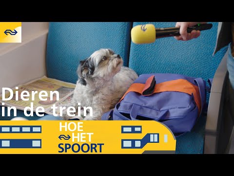 Video: Hoe Om U Hond Op Die Trein Te Dra