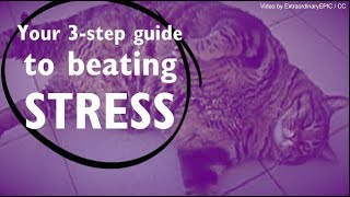 Celebrity X EXPLAINED: Your 3-step stress-busting guide Net Worth