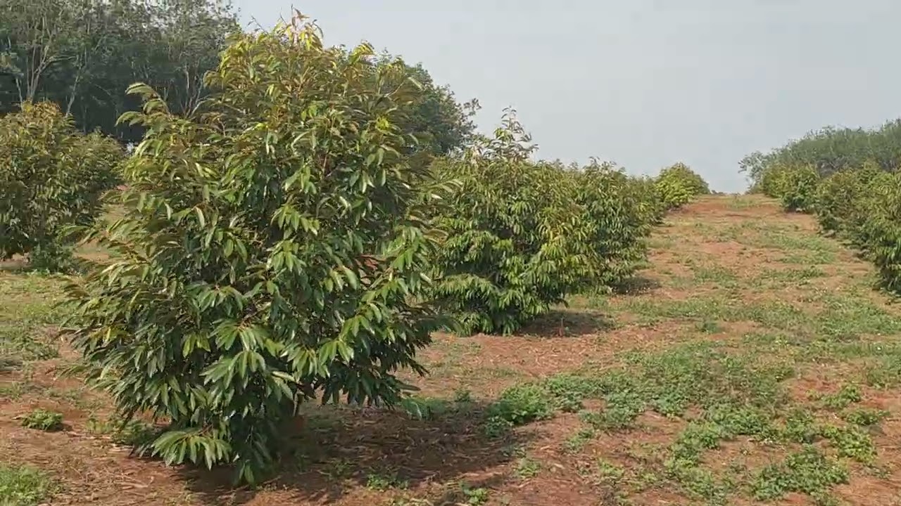 (Đã bán) rẩy sầu riêng thái 6 hét đất phước tân phú riềng bình phước sầi trồng đc 2 năm 0376661761