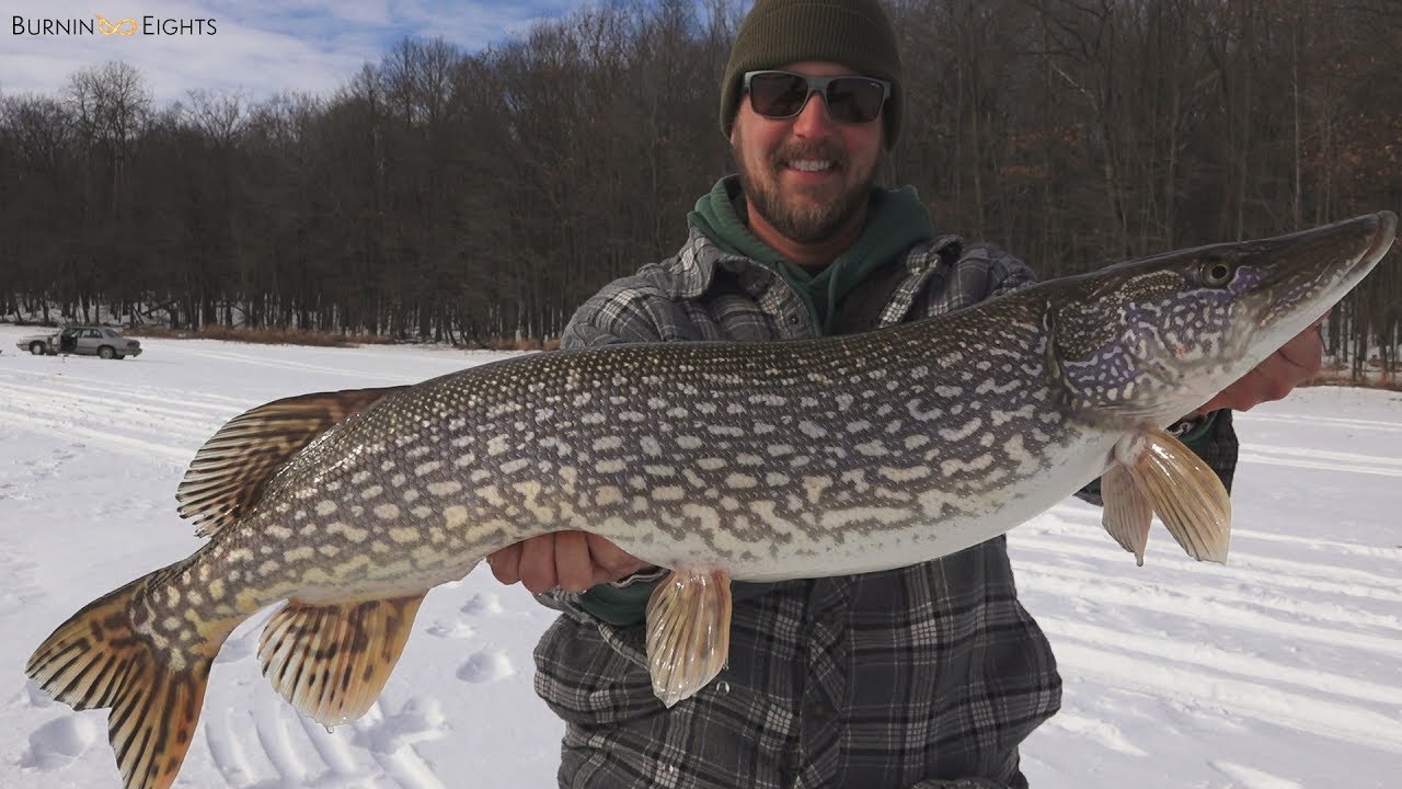 Big Wisconsin Pike While Ice Fishing Tip Ups! YouTube