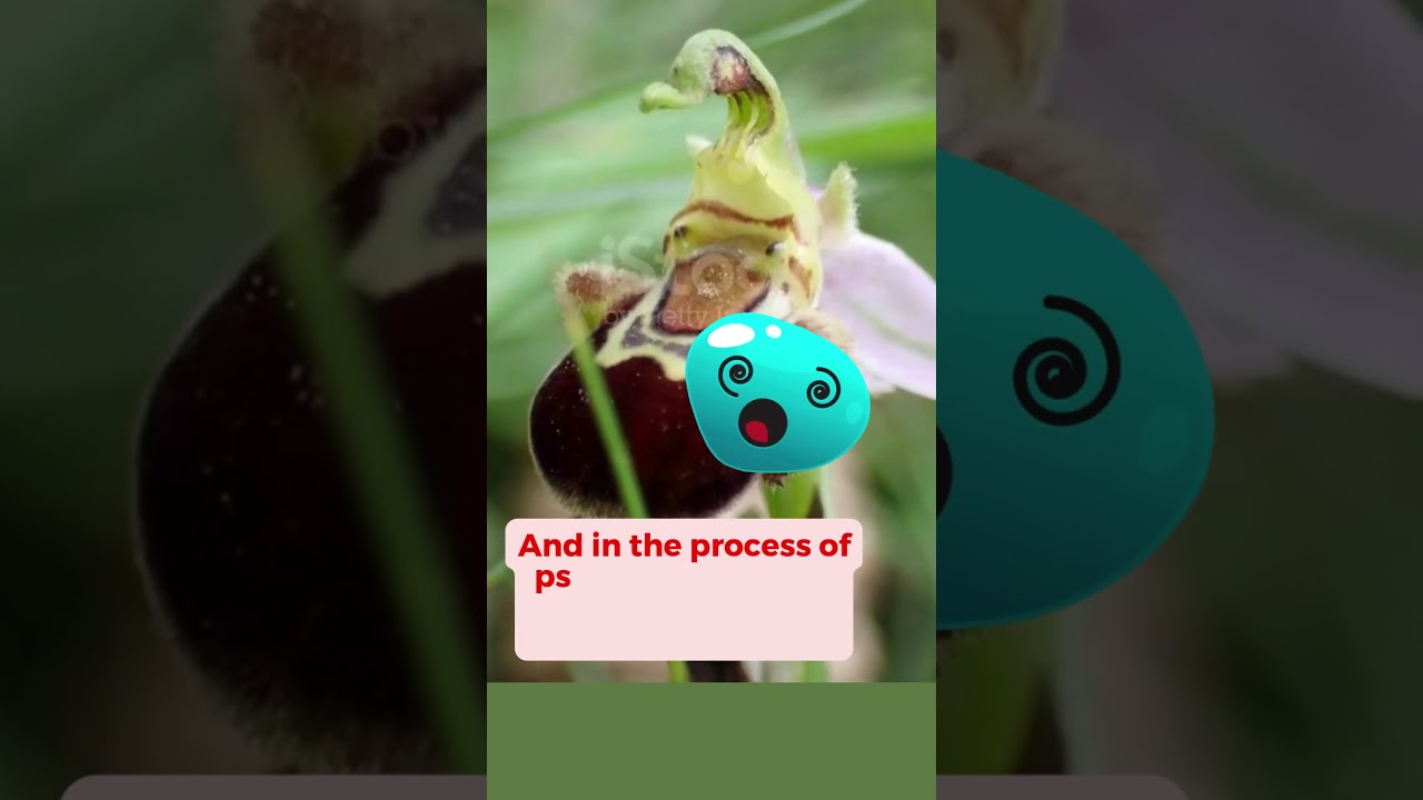 Bee Orchid  Ophrys | A perfect blend of beauty and strategy in nature!  