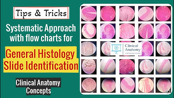 General Histology Slide Identification Tips & Tricks I Histology Spotters I CCAnatomy