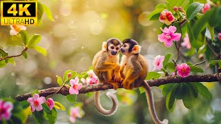 Baby Animals 4K - Funny Moments of Baby Animals, Soothing Music (Color)