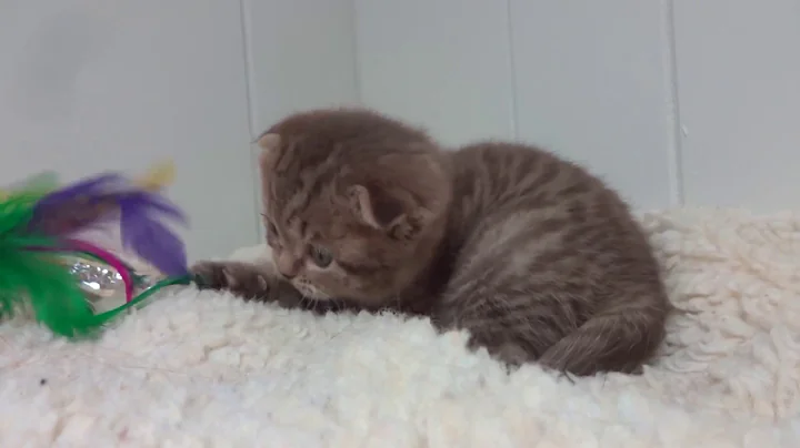 Watch the video about Chocolate tabby Scottish Fold male kitten
