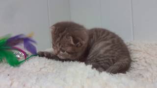 Chocolate tabby Scottish Fold male kitten by nfomina 1,401 views 6 years ago 24 seconds