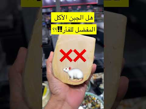 هل الجبن هو الاكل المفضل للفأر  اكسبلور