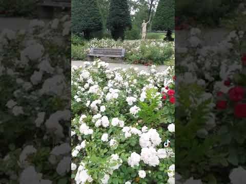 هات عينيك تسرح في دنيتهم عينيا