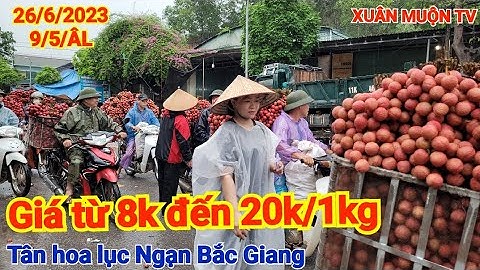 giá vải hôm nay 27/6/2023 tai tân hoa lục Ngạn Bắc Giang trời mưa cực khổ khi đi bán vải