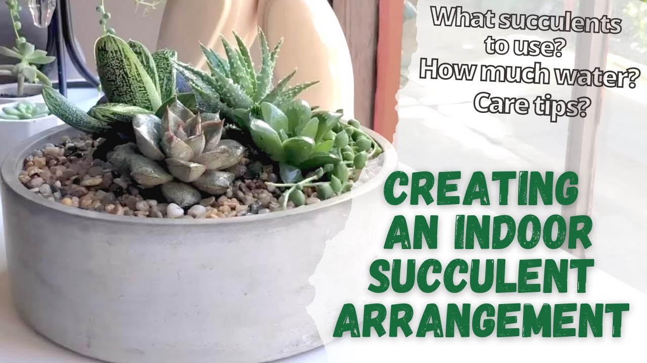 INDOOR SUCCULENT ARRANGEMENT // Which succulents will grow best indoor