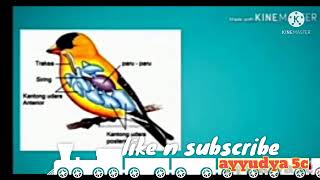Sistem Pernapasan Pada Hewan : Burung