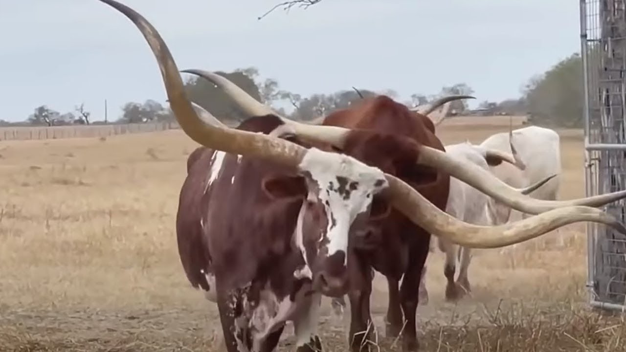 15 Animal Horns You Won’t Believe Actually Exist