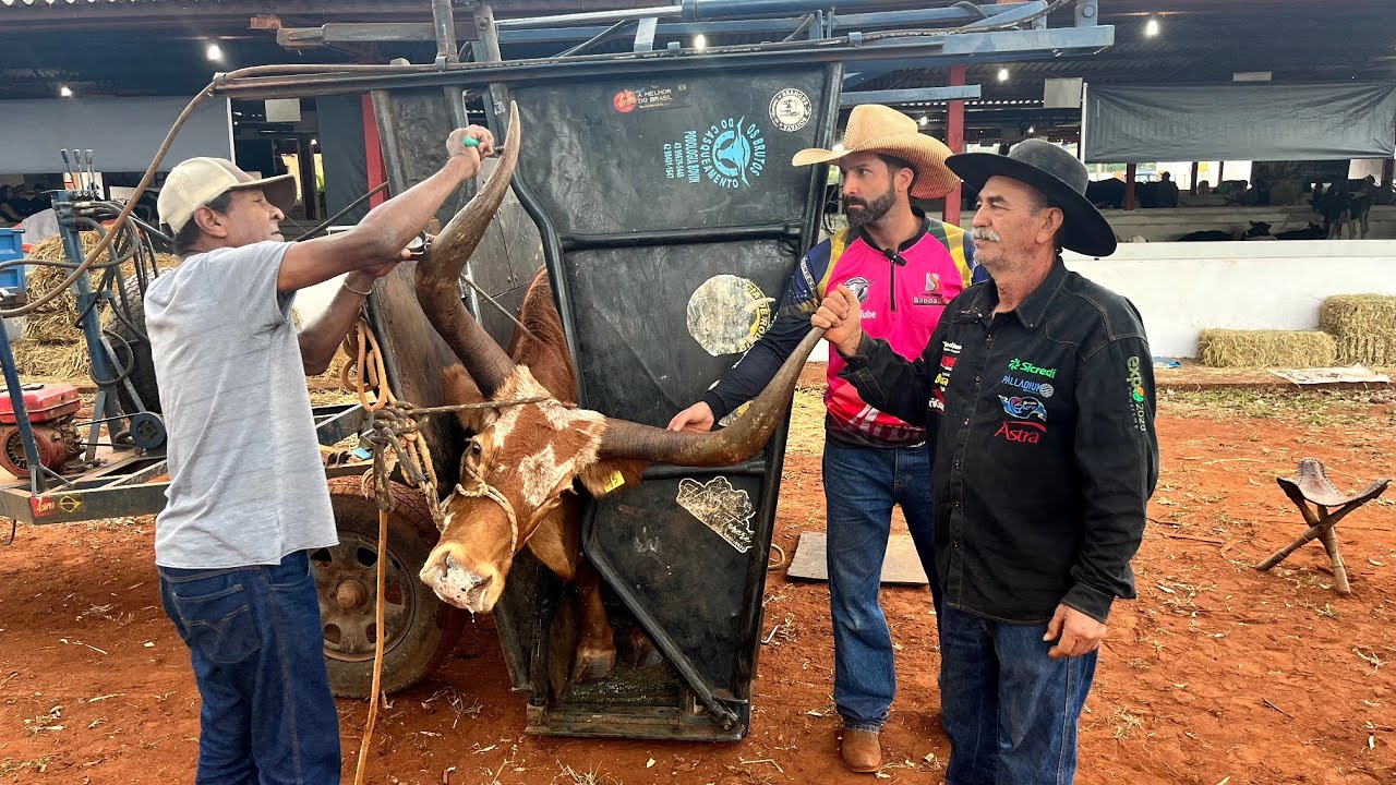 lustrando-a-ra-a-de-6000-mil-anos-youtube