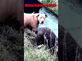 "Свобода" Шатунов, Кенья, бМаша @ AI #Шатунов #Кенья #бабаМаша