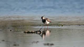 Kievit - Kiebitz - Lapwing (filmed in 4k with Nikon Z6 and Sigma 150-600 C)