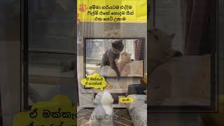 මොන රෙද්දක්ද ඒ උනේ🤣🤣cat#funnyanimals#funny#cute#srilanka#shorts#short#trendingshorts#lankan#cats