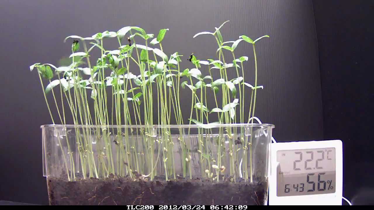 Time lapse green beans grow - YouTube