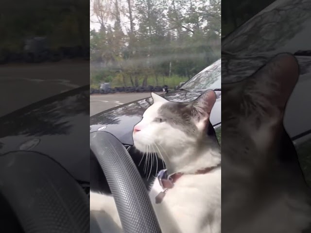 Drifting cat #shorts #cat #catvideos #bmw #drift #drifting