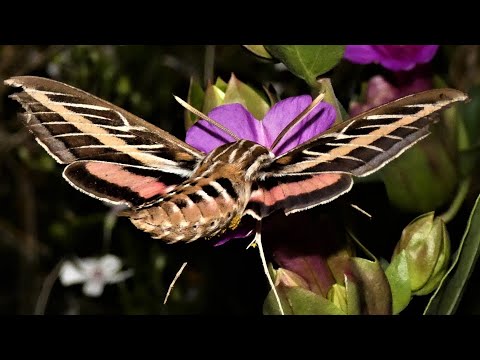 White-lined Sphinx Moth