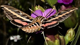 White-lined Sphinx Moth