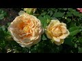 Цветение роз ,еще небольшой розарий)).